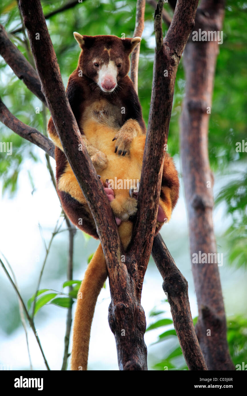 Albero di Goodfellow Canguro o di ornati di Canguri di albero (Dendrolagus goodfellowi), adulto in un albero, Australia Foto Stock