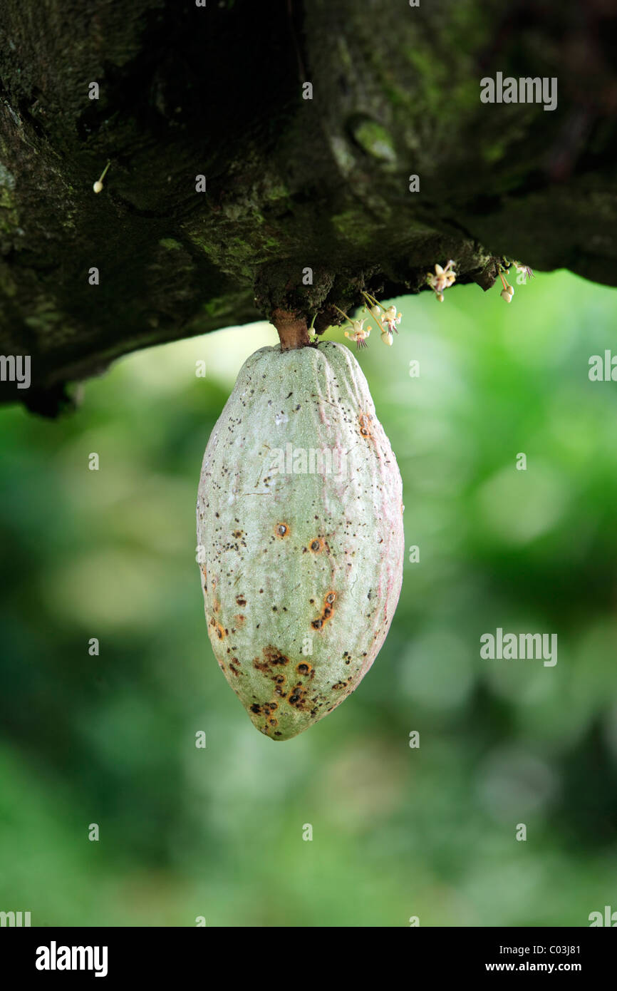 Cacao (Theobroma cacao), pod di frutta sulla struttura ad albero, Singapore, Asia Foto Stock