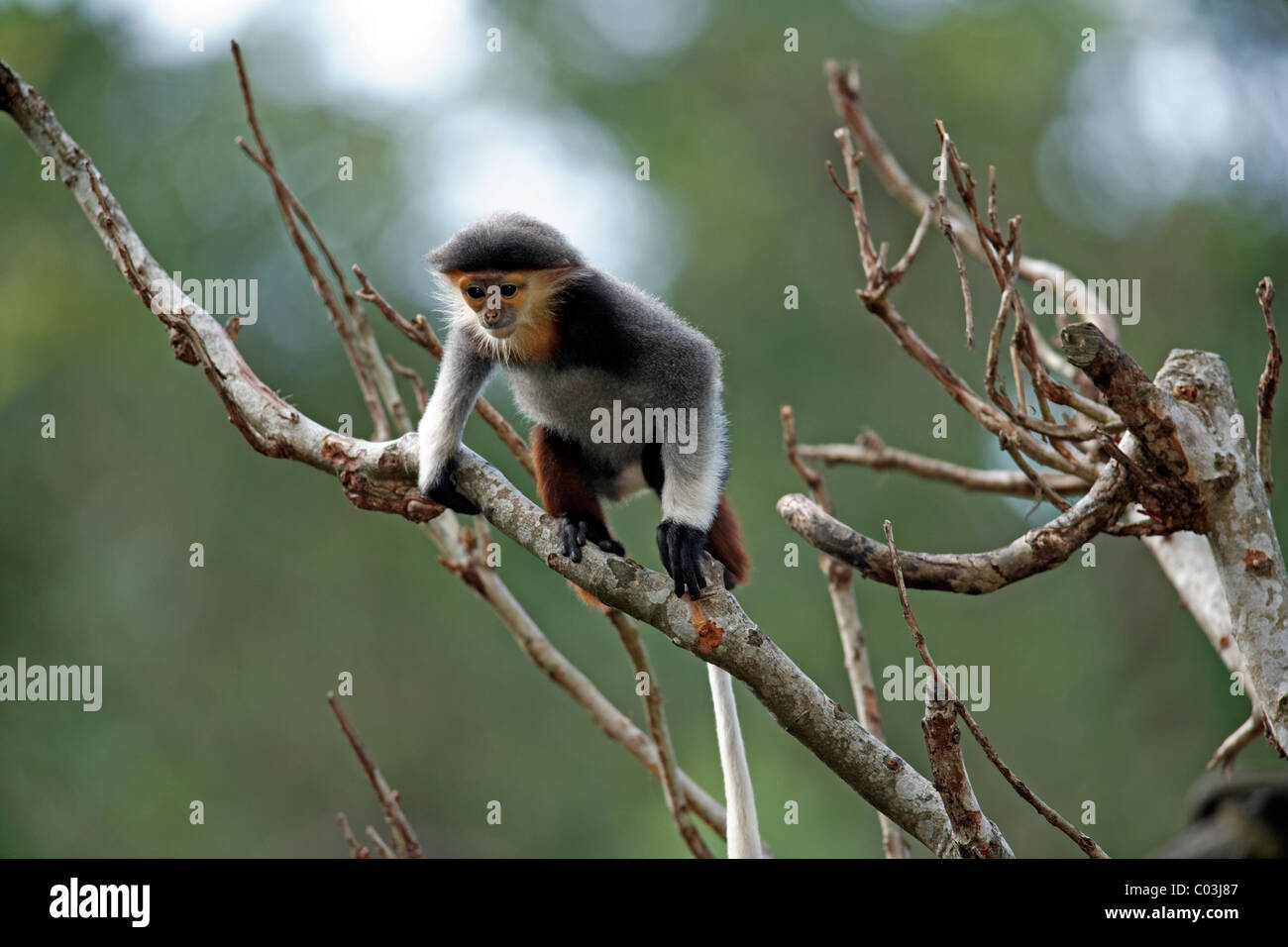 Rosso-shanked Douc (Pygathrix nemaeus), capretti in un albero, Asia Foto Stock