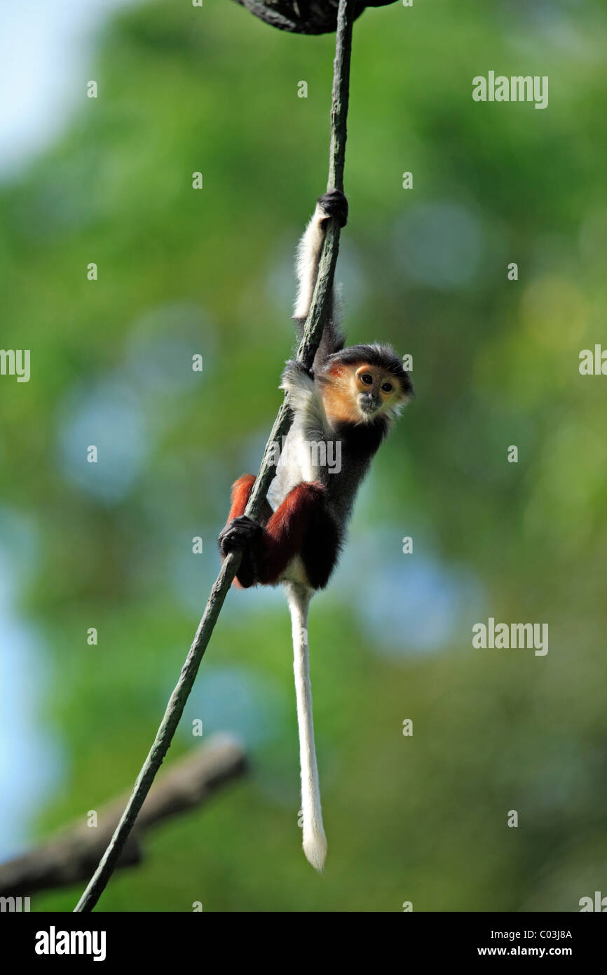 Rosso-shanked Douc (Pygathrix nemaeus), capretti in un albero, Asia Foto Stock