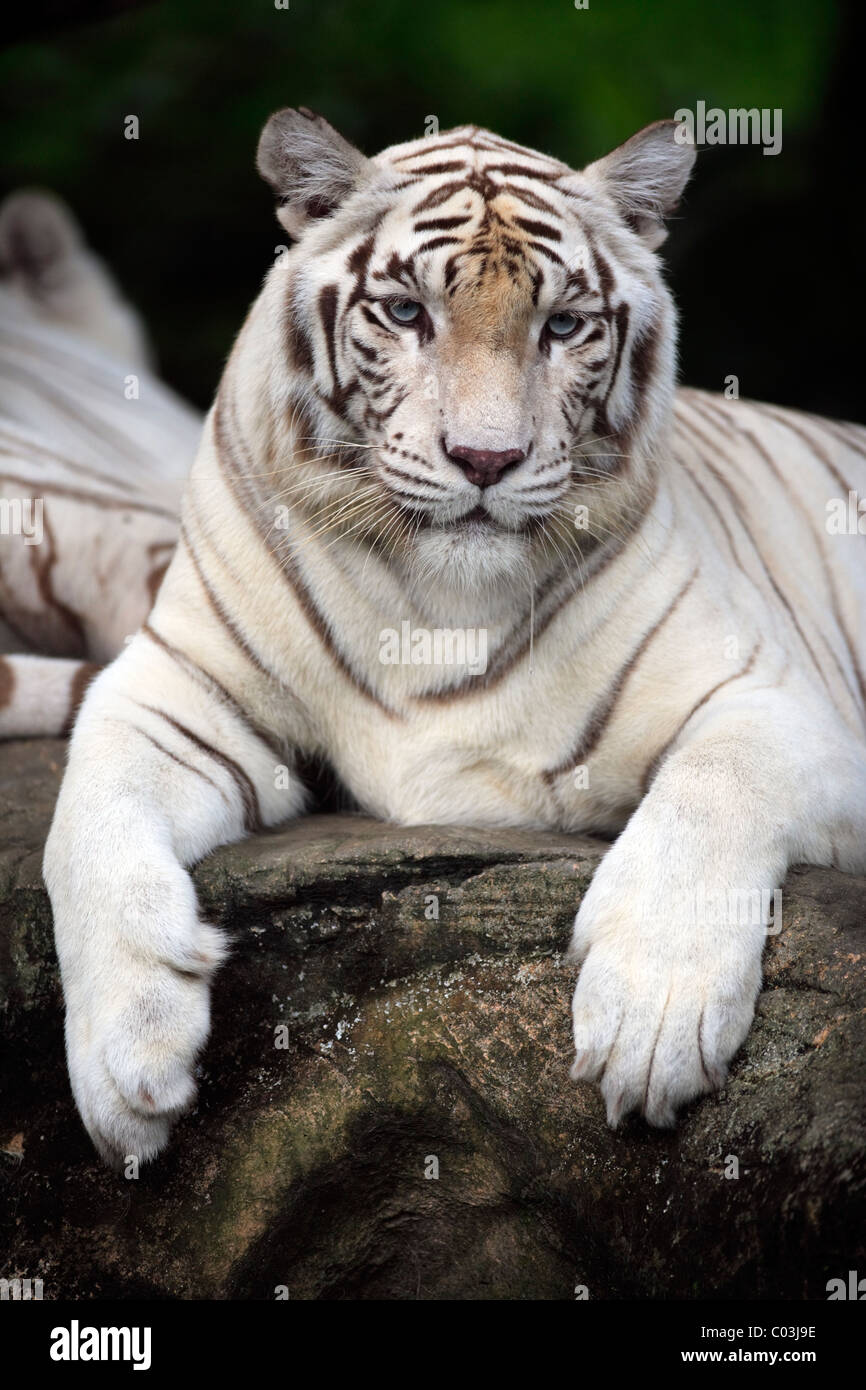 Tigre bianca del Bengala (Panthera tigris tigris), ritratto, adulto, India, Asia Foto Stock