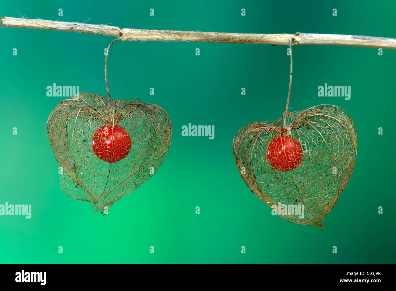 Lanterna cinese (Physalis franchetii), fiori e frutta Foto Stock
