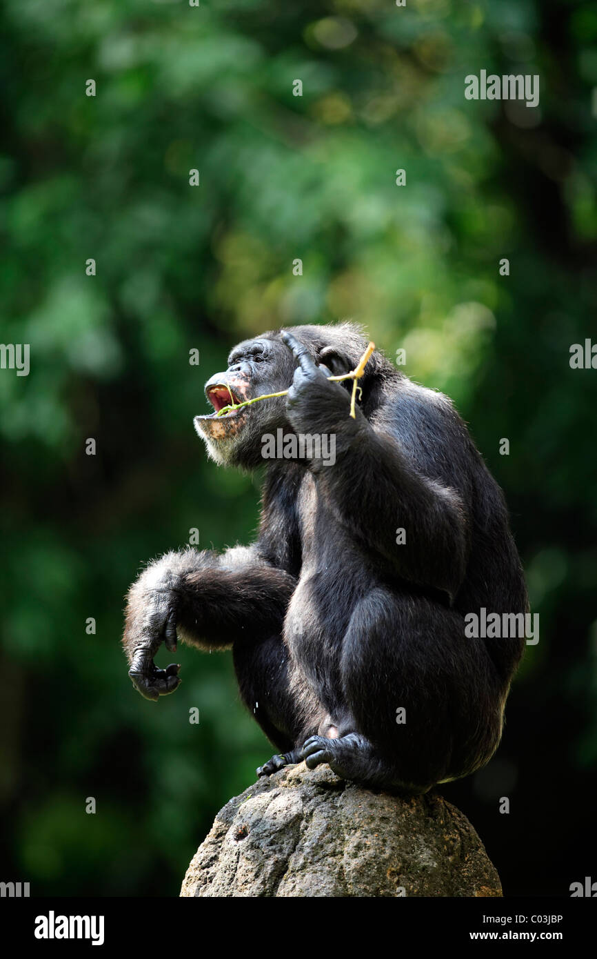 Africa centrale di uno scimpanzé (Pan troglodytes troglodytes), maschio adulto, Africa Foto Stock