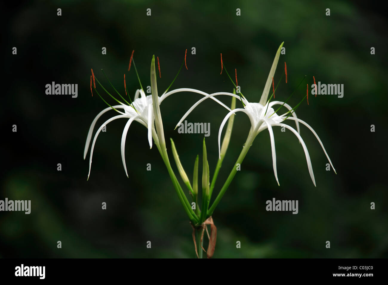 Spider Lily (Hymenocallis occidentalis), fiore, America del Nord Foto Stock