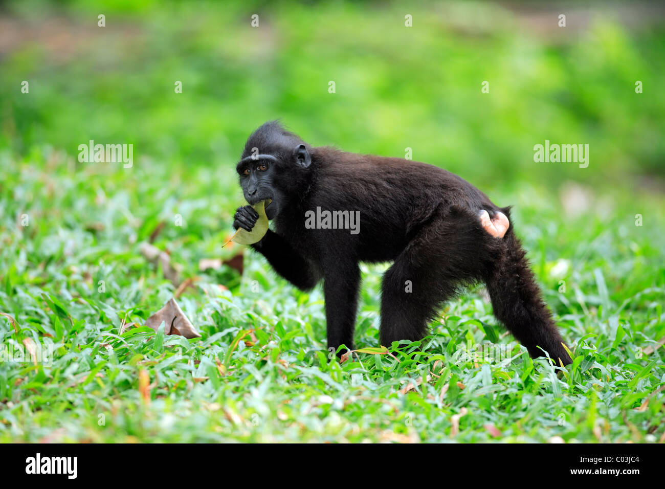 Celebes macaco crestato (Macaca nigra), capretti mangiare, Sulawesi, Oceano Pacifico Foto Stock