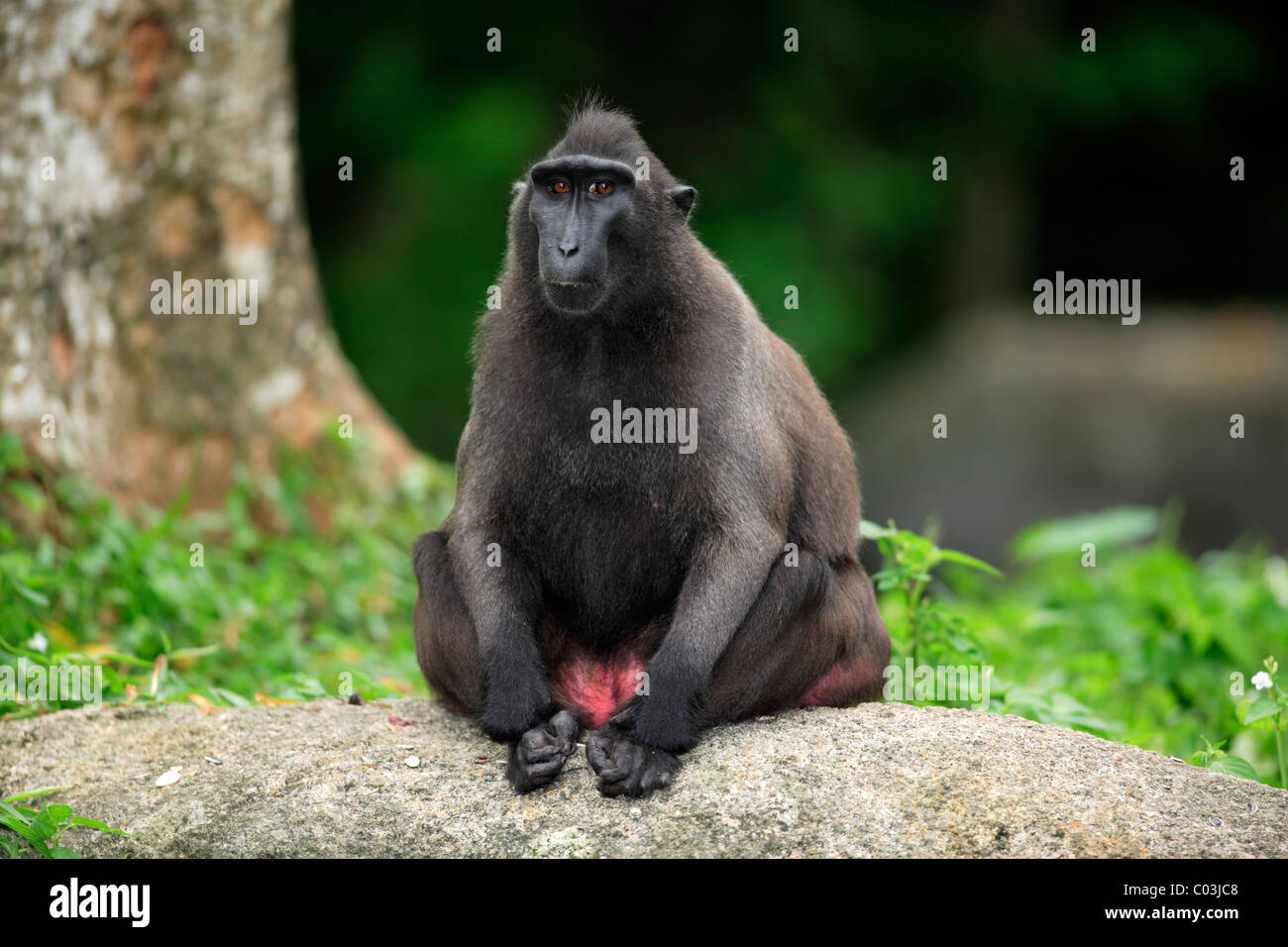 Celebes macaco crestato (Macaca nigra), seduto femmina adulta, Sulawesi, Oceano Pacifico Foto Stock
