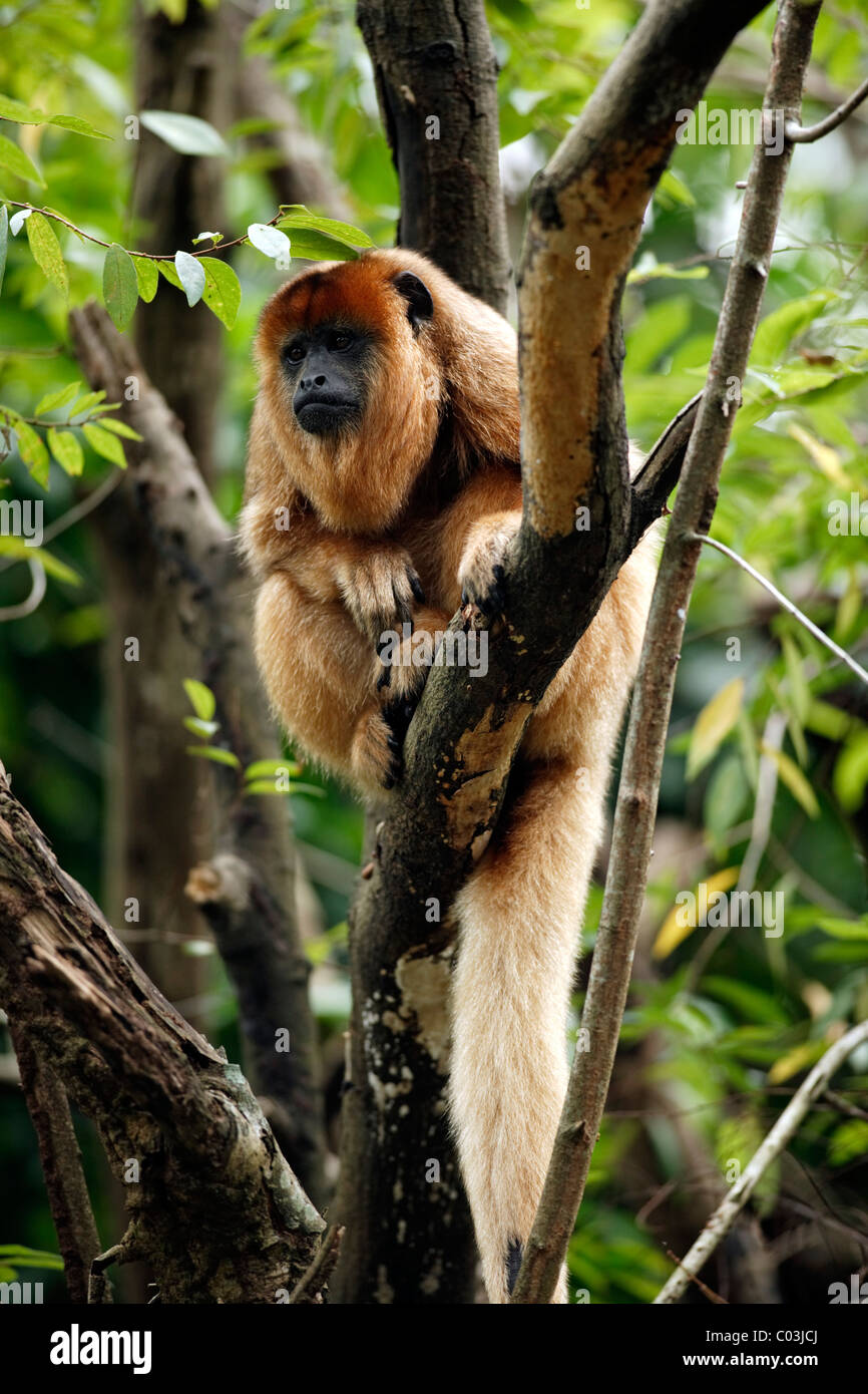 Nero (Howler Alouatta caraya), adulto di sesso femminile di riposo in una struttura ad albero, Sud America Foto Stock