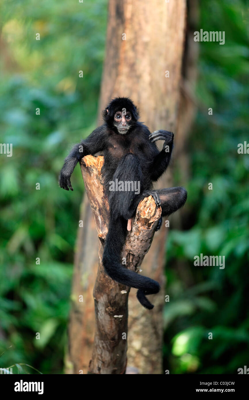Il Ragno peruviana di scimmia (Ateles Chamek), adulto in un albero, Sud America Foto Stock