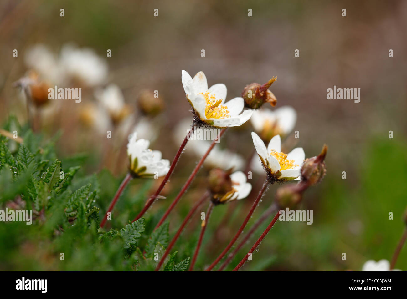 Mountain Avens o bianco (Dryas octopetala Dryas), Burren, Irlanda, Europa Foto Stock