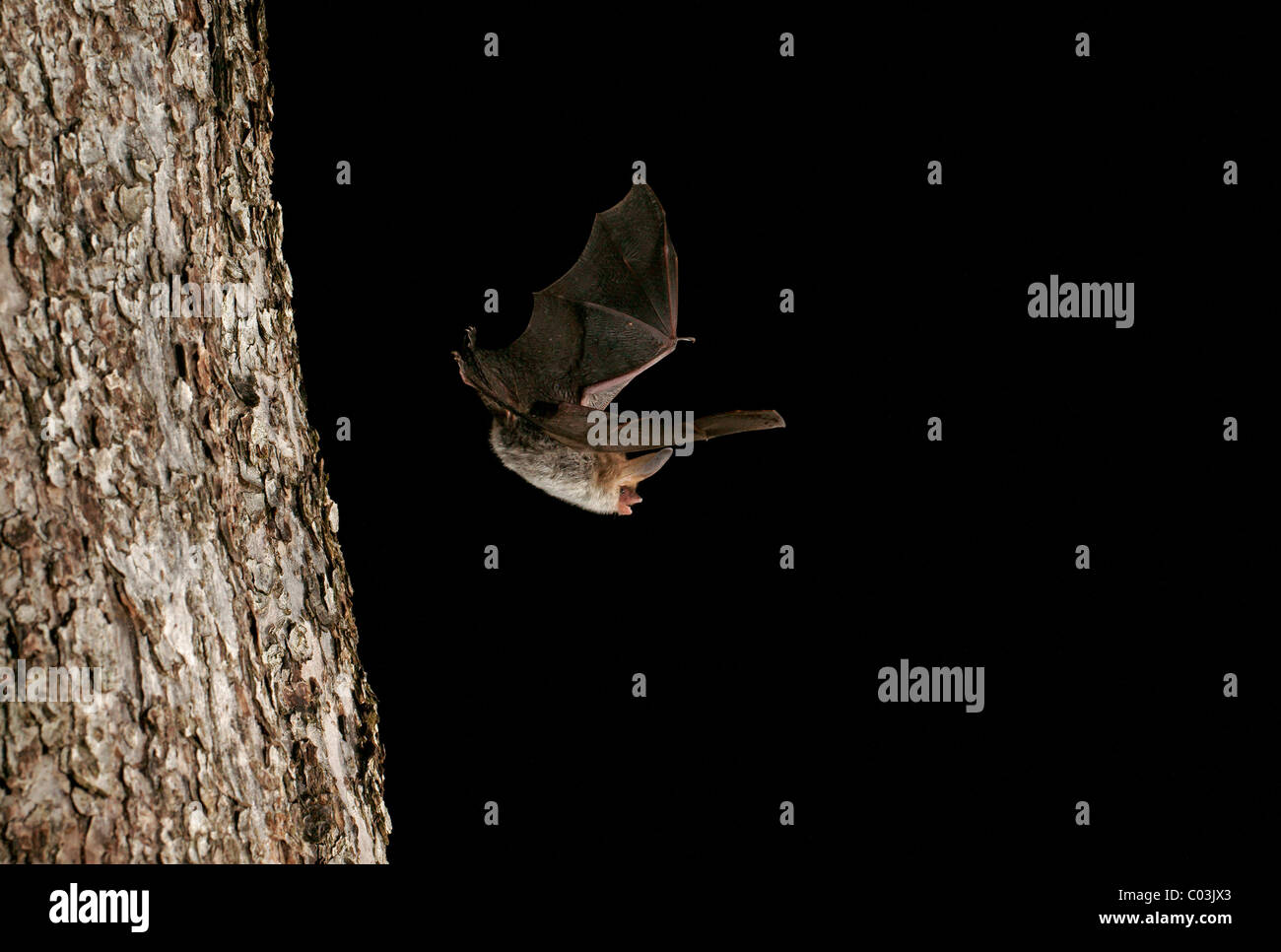 Bechstein bat (Myotis bechsteinii) Foto Stock