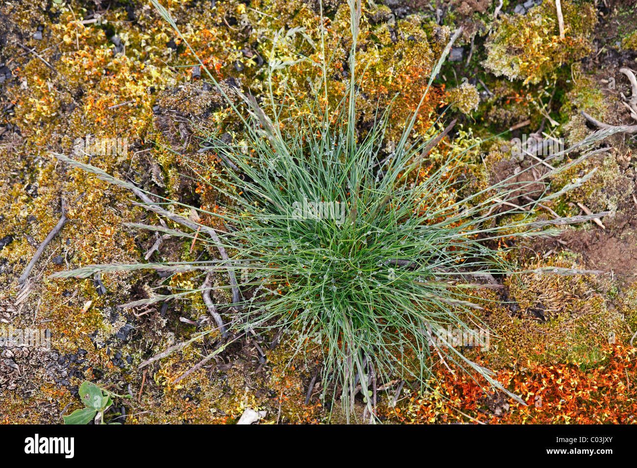 Ciuffo di erba con gocce di pioggia, Burren National Park, County Clare, Irlanda, Europa Foto Stock