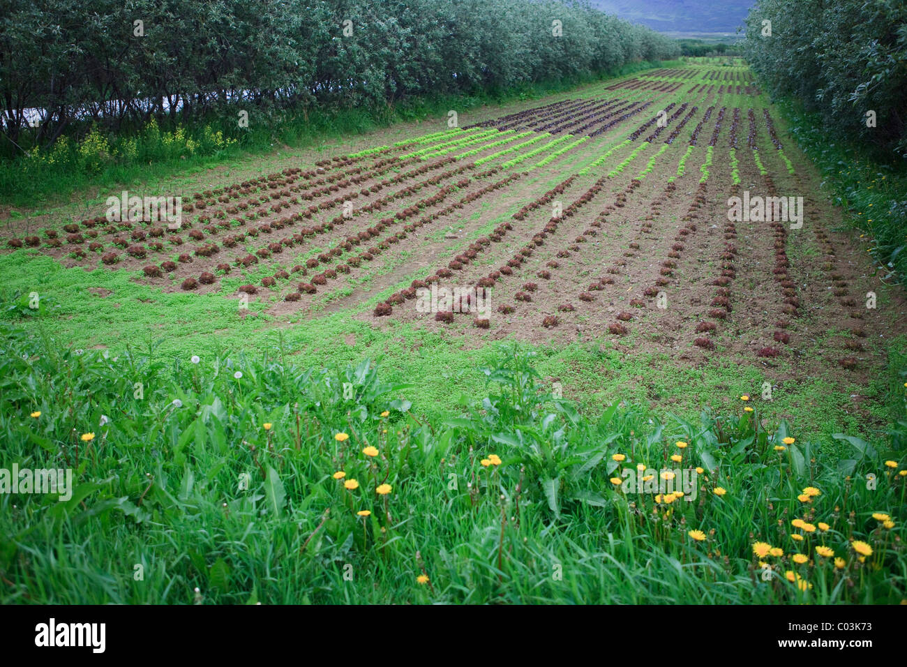 Il rosso e il verde lattuga sul campo di un'azienda agricola biologica, Vallanes, Islanda, Europa Foto Stock