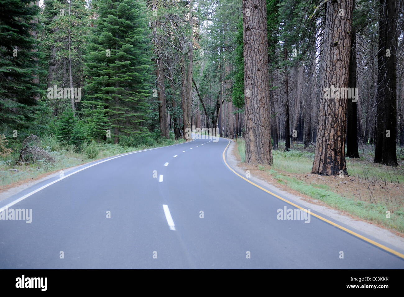 Strada nel Parco Nazionale di Yosemite, California, USA, America del Nord Foto Stock