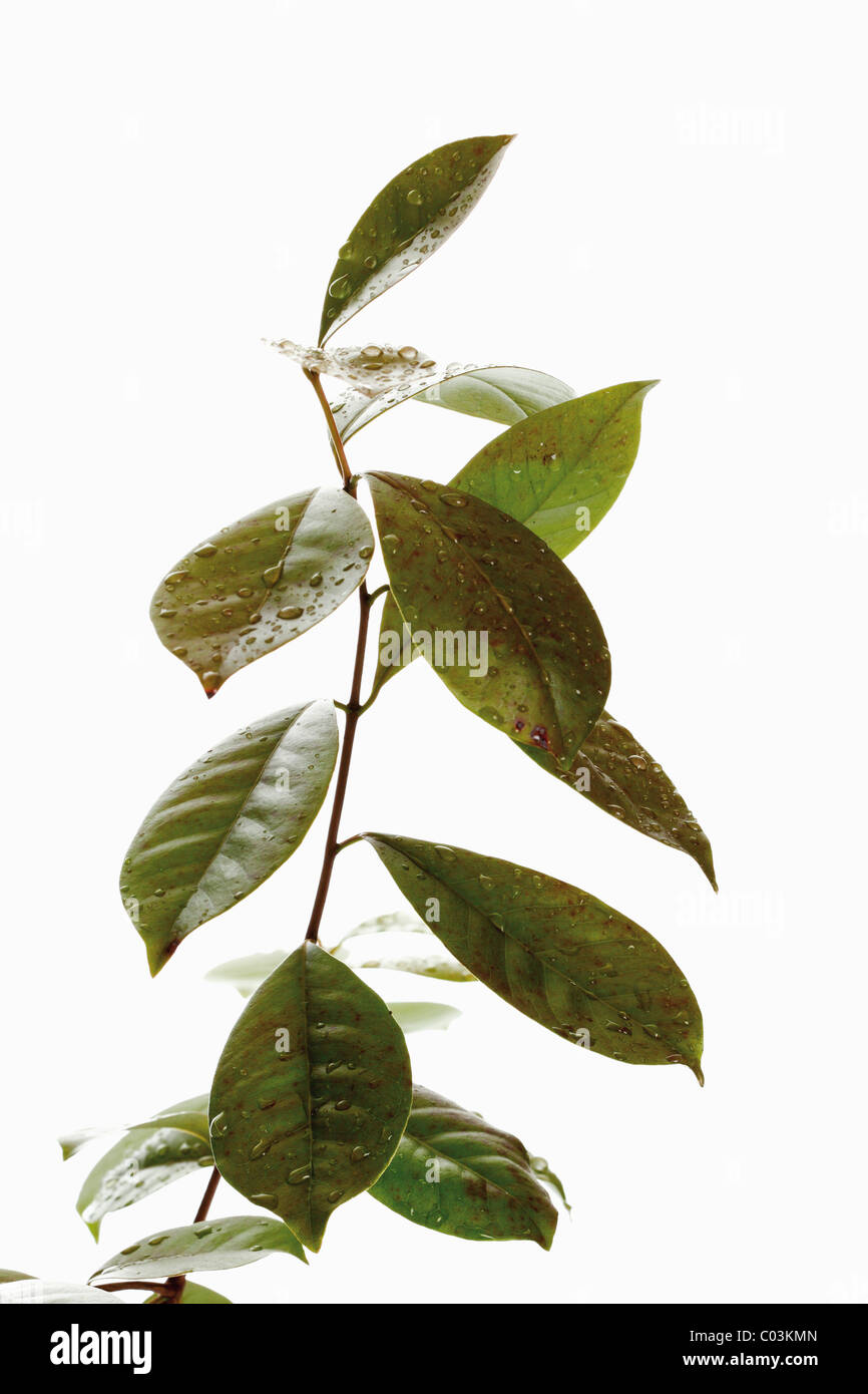 Cattley guava o peruviana guaiava (Psidium littorale) Foto Stock