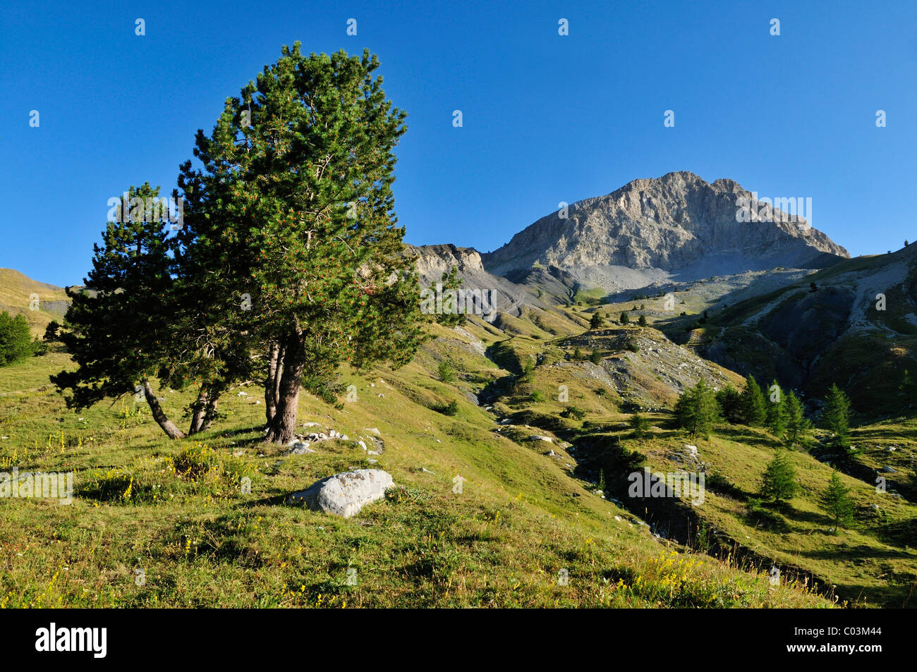 Mt. Tete de Boulonne, il Parco Nazionale del Mercantour, Haute Verdon montagne, Alpes-de-Haute-Provence, Regione Provence-Alpes-Côte Foto Stock