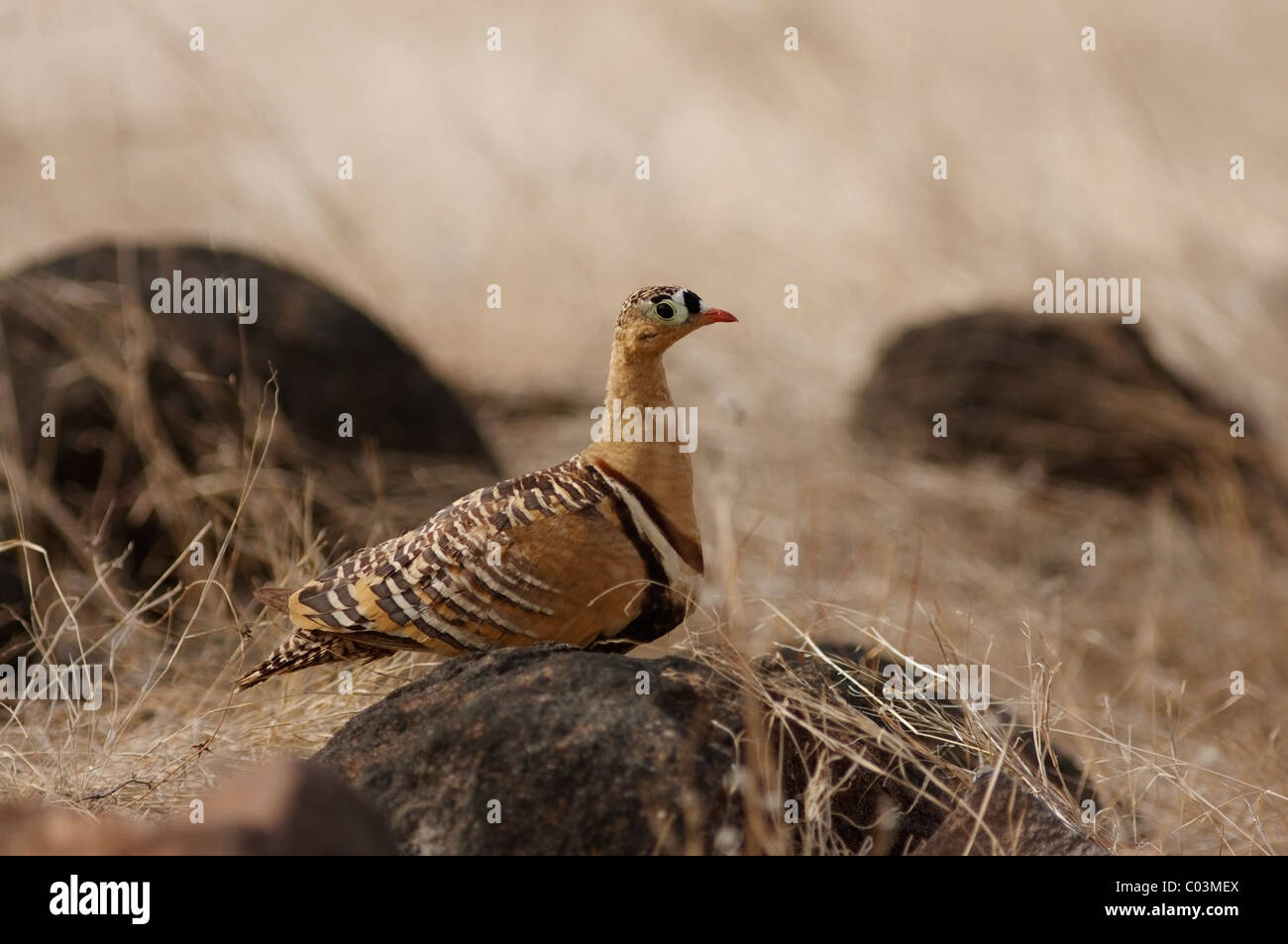 Dipinto Sandgrouse maschio nel suo habitat naturale in Ranthambore Riserva della Tigre, Rajasthan, India. ( Pterocles indicus ) Foto Stock