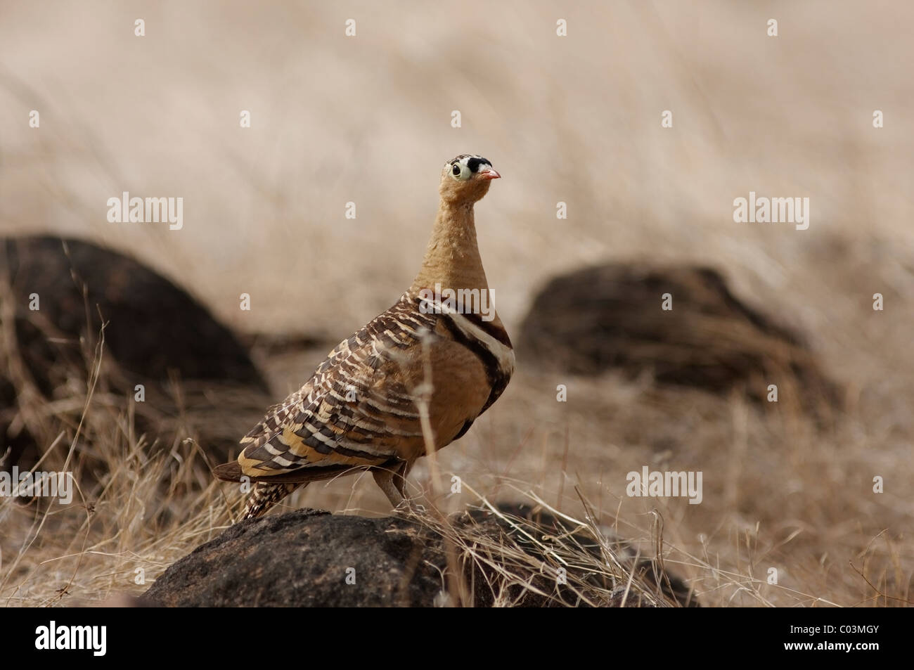 Dipinto Sandgrouse maschio nel suo habitat naturale in Ranthambore Riserva della Tigre, Rajasthan, India. ( Pterocles indicus ) Foto Stock