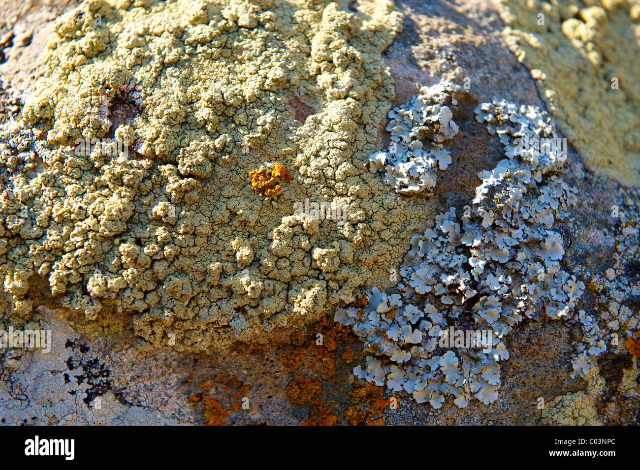 I licheni crescono sulle rocce Foto Stock