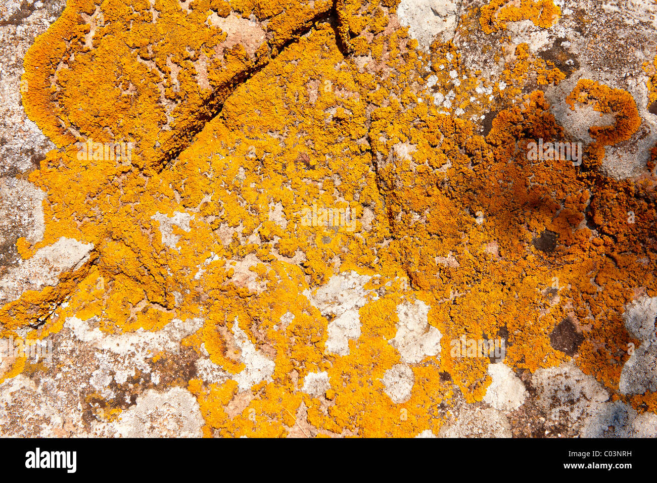 Orange licheni crescono sulle rocce Foto Stock