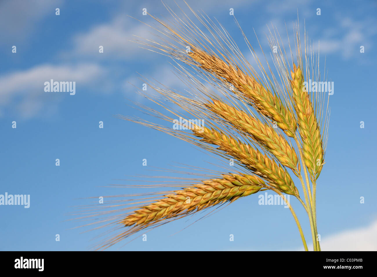 Orecchie di segale Foto Stock