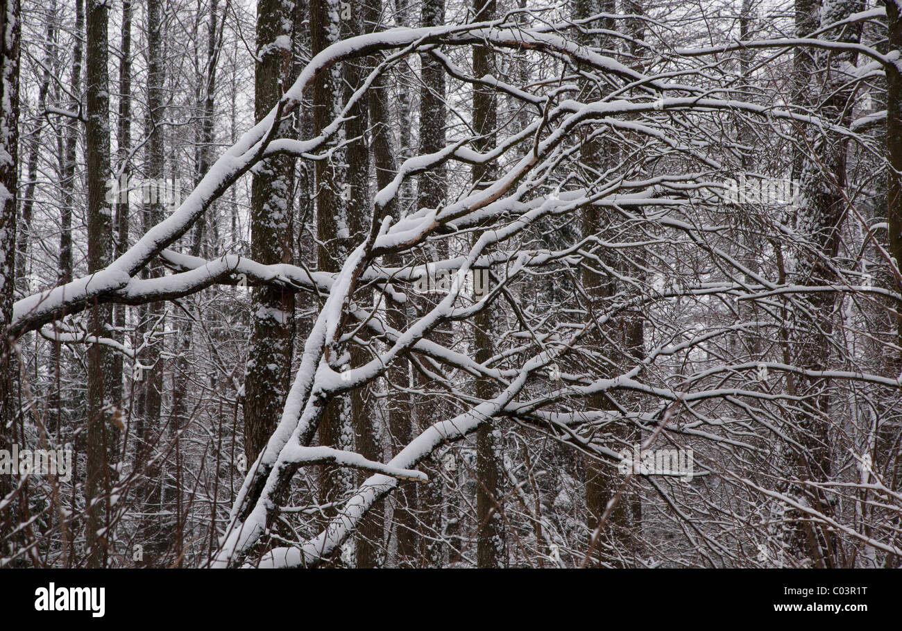 Alder rami di alberi dopo la bufera di neve coperto da neve fresca Foto Stock