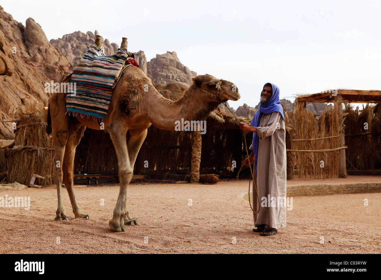 Un uomo beduino gestisce un cammello nel deserto del Sinai vicino a l'Egiziano holiday resort di Sharm El Sheikh. Foto Stock