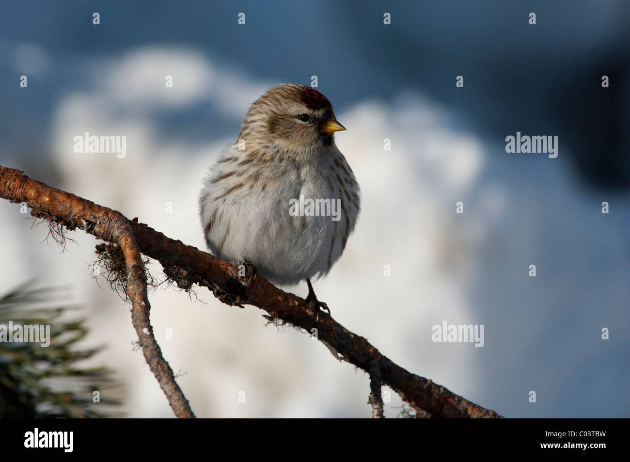 Arctic Redpol (Carduelis hornemanni) Foto Stock