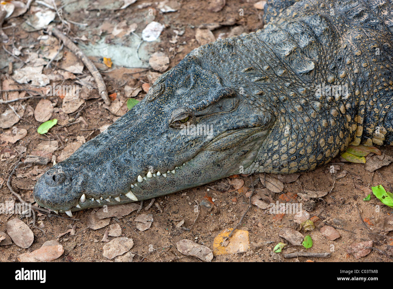 Il coccodrillo siamese (Crocodylus siamensis) nella fattoria di coccodrilli. Siem Reap. Cambogia. Asia Foto Stock