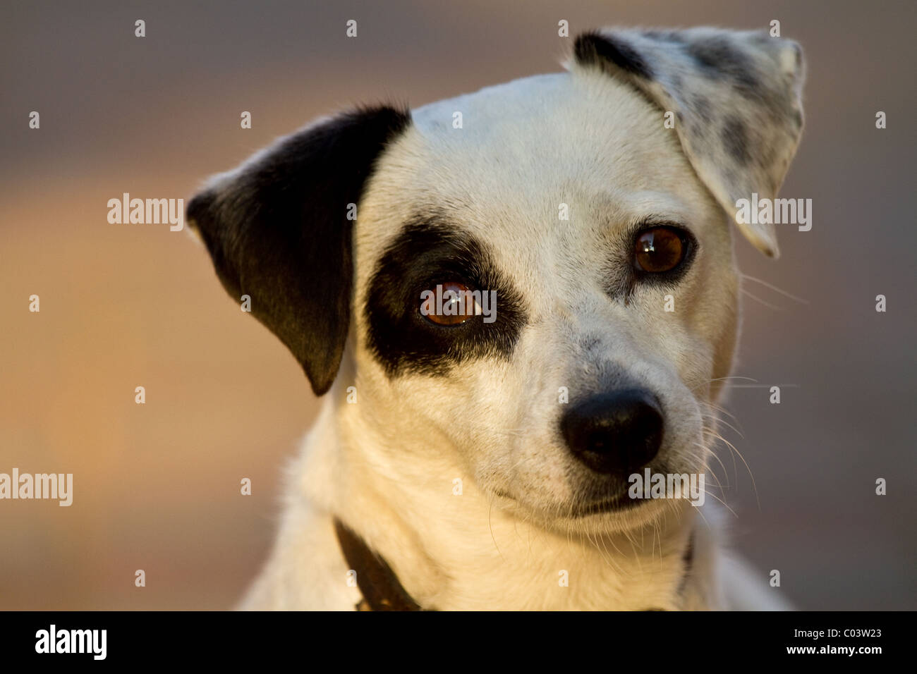 Close-up di jack russell terrier pet Foto Stock