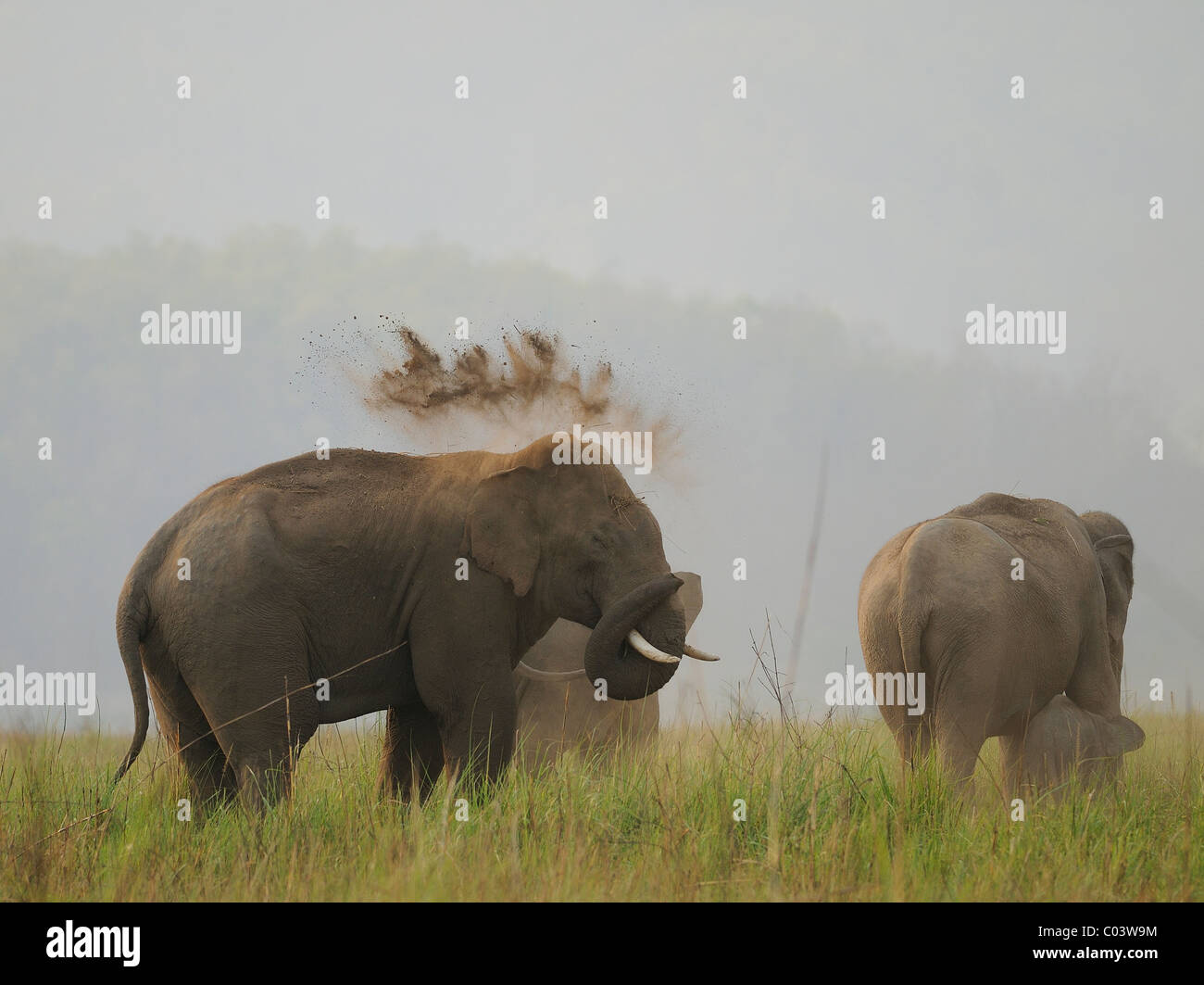 Maschio adulto Elefante asiatico (Elephas maximus) in una mandria di gettare polvere a se stesso in Jim Corbett Riserva della Tigre, India Foto Stock