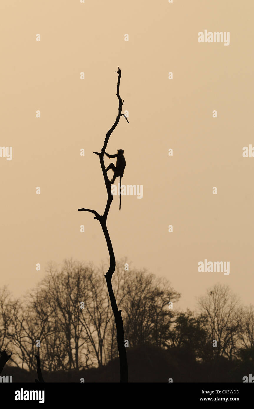 Silhouette di una scimmia langur (Presbytis entellus) sulla cima di un albero morto in Jim Corbett Riserva della Tigre, India Foto Stock