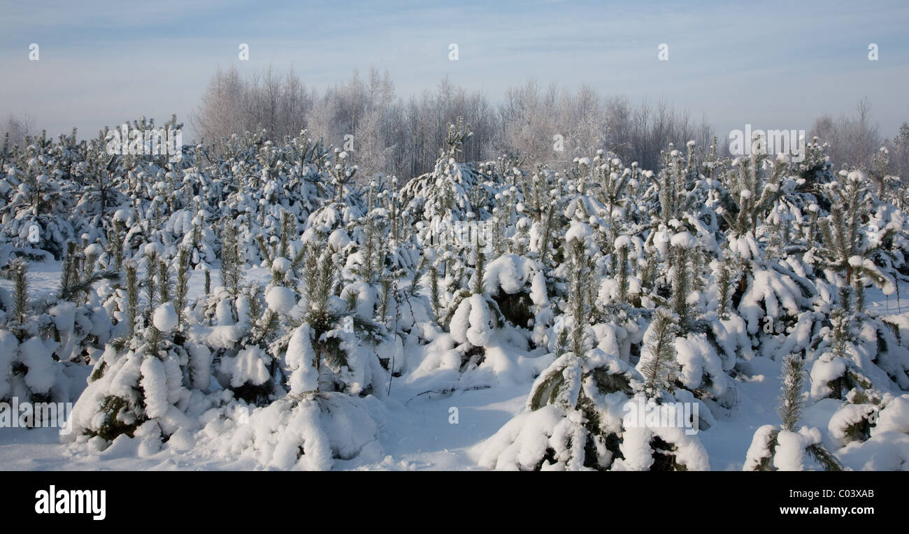 Neve avvolto giovani alberi di pino in sole solo dopo dicembre blizzard contro blu cielo molto nuvoloso Foto Stock