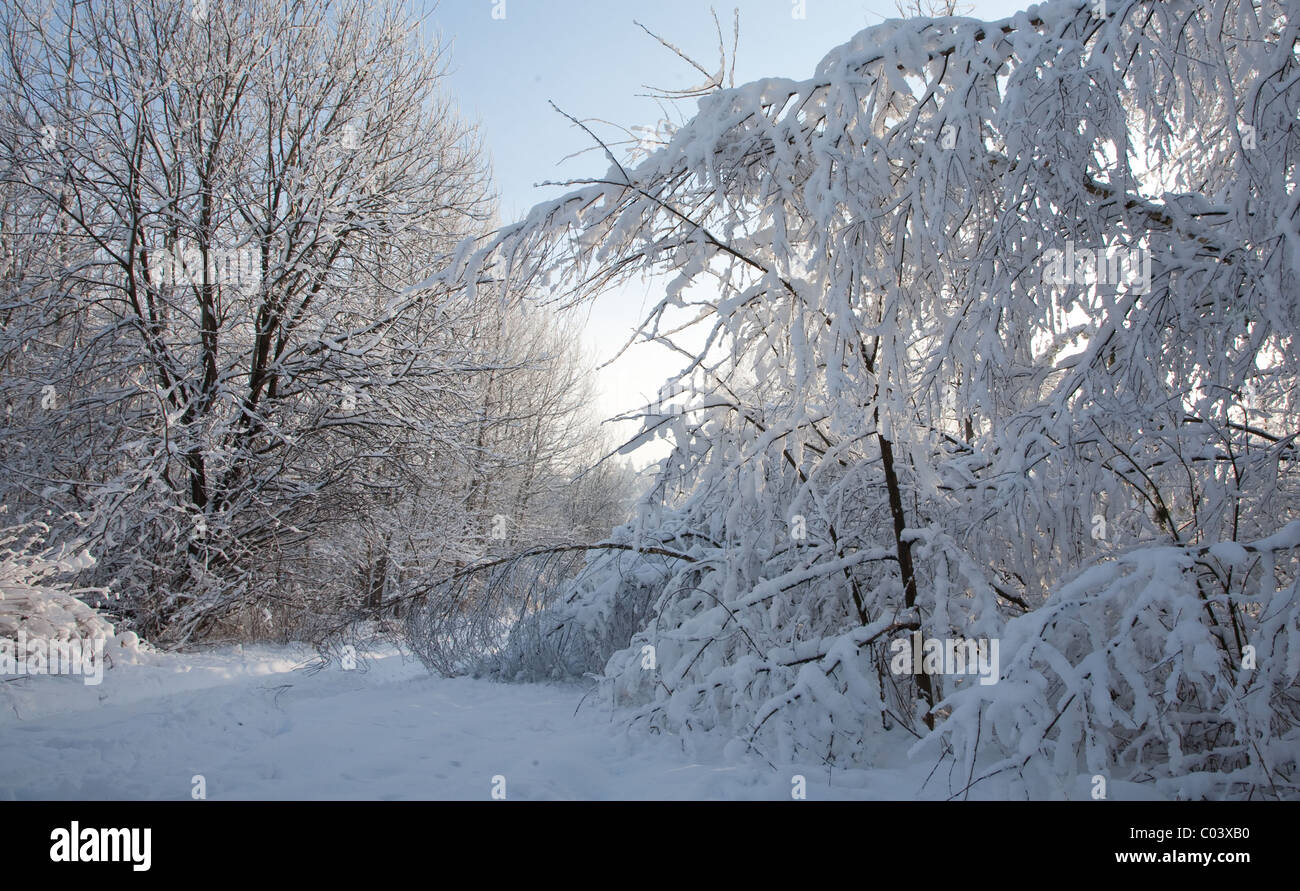 Paesaggio invernale con alberi neve avvolto e terra di attraversamento stradale al tramonto Foto Stock