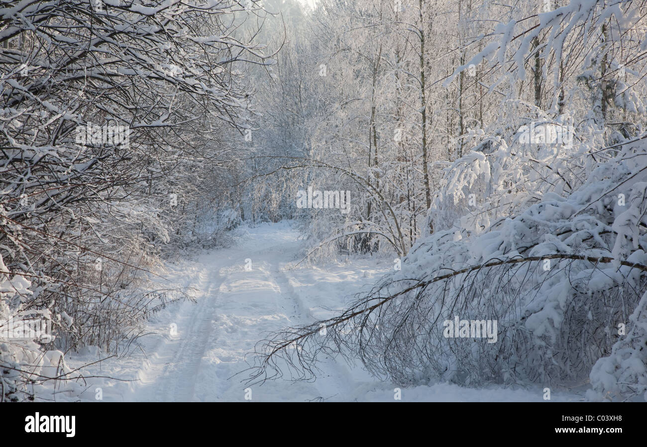Paesaggio invernale con alberi neve avvolto e terra di attraversamento stradale al tramonto Foto Stock
