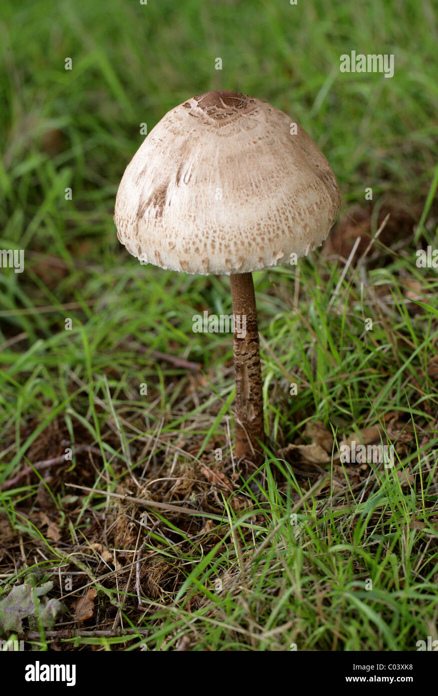 Ombrellone funghi, Macrolepiota procera (Lepiota procera, Leucocoprinus proceus), Lepiotaceae Foto Stock