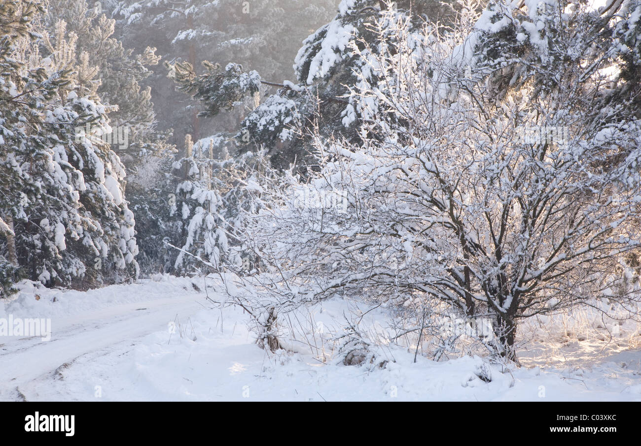 Paesaggio invernale con alberi neve avvolto e terra di attraversamento stradale Foto Stock