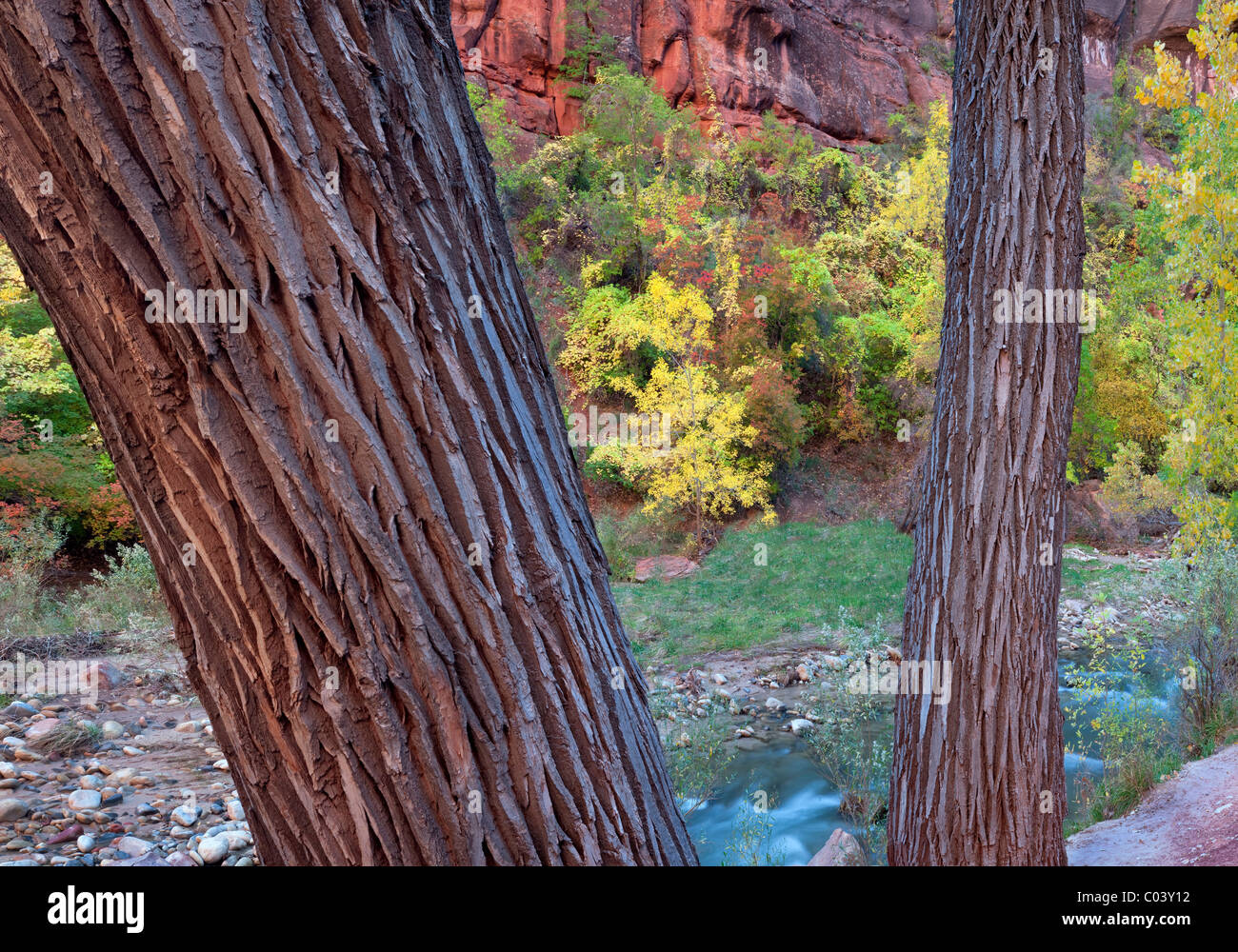 I colori dell'autunno e pioppi neri americani tronchi lungo il fiume vergine. Parco Nazionale di Zion, Utah. Foto Stock