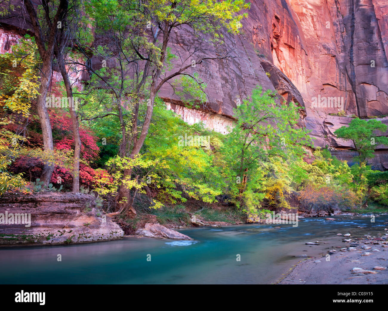 I colori dell'Autunno lungo il fiume vergine. Parco Nazionale di Zion, Utah. Foto Stock