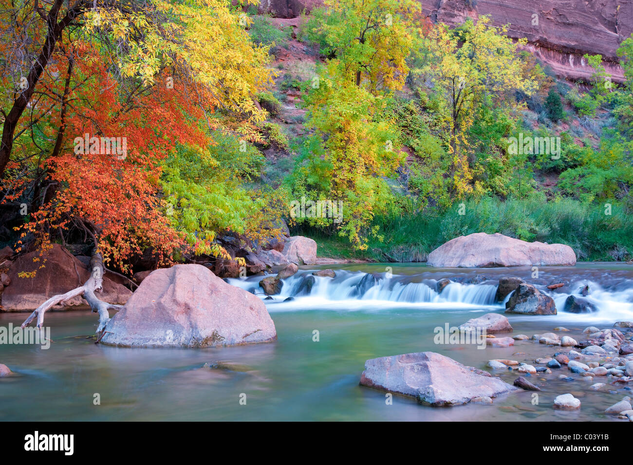 I colori dell'autunno e piccole cascate lungo il fiume vergine. Parco Nazionale di Zion, Utah. Foto Stock