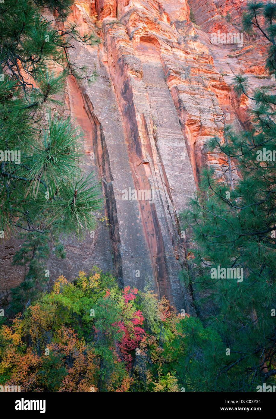 Colorato di roccia e caduta di colore alberi di acero. Parco Nazionale di Zion, Utah Foto Stock