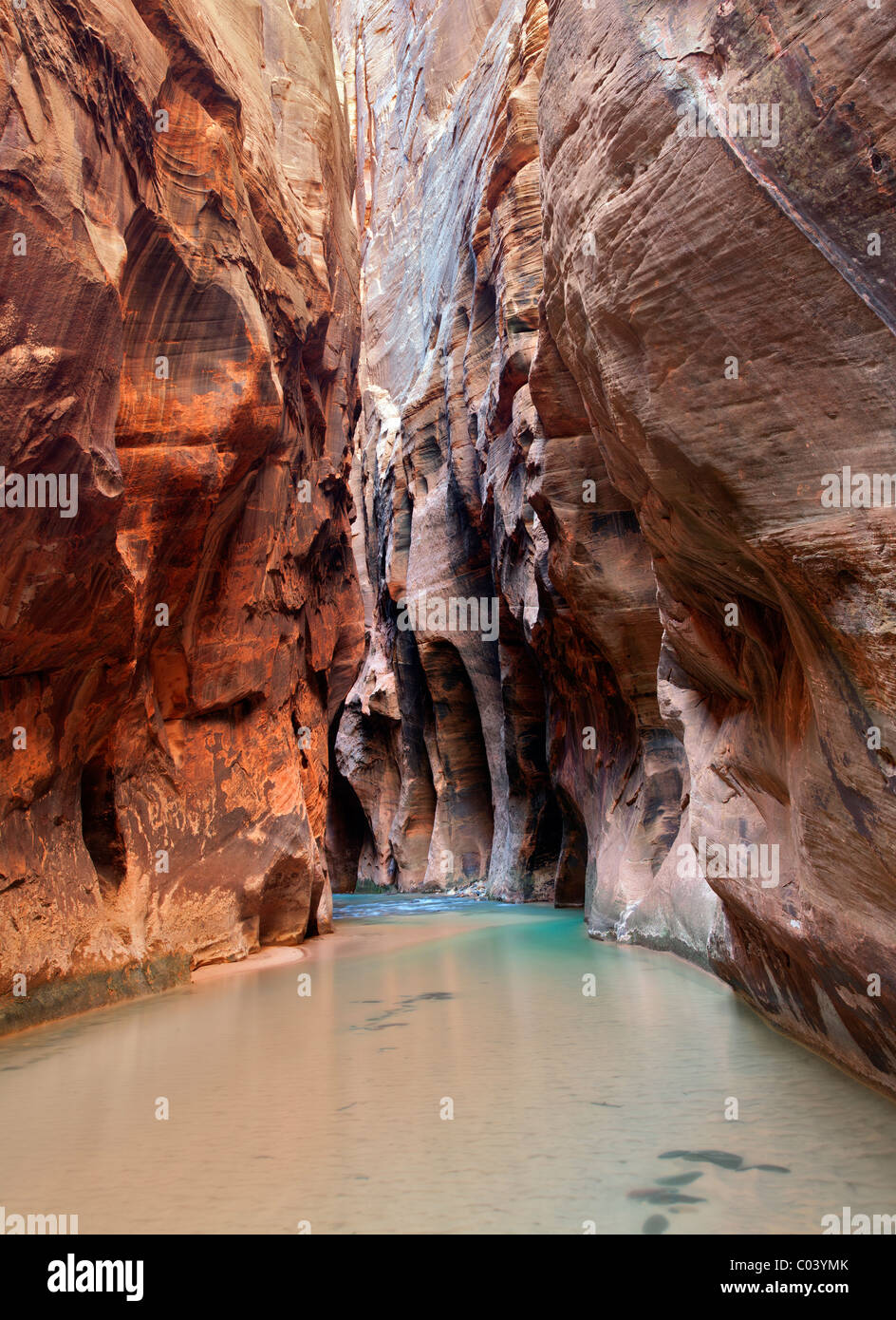 Stream e pareti del canyon. Parco Nazionale di Zion, Utah. Foto Stock