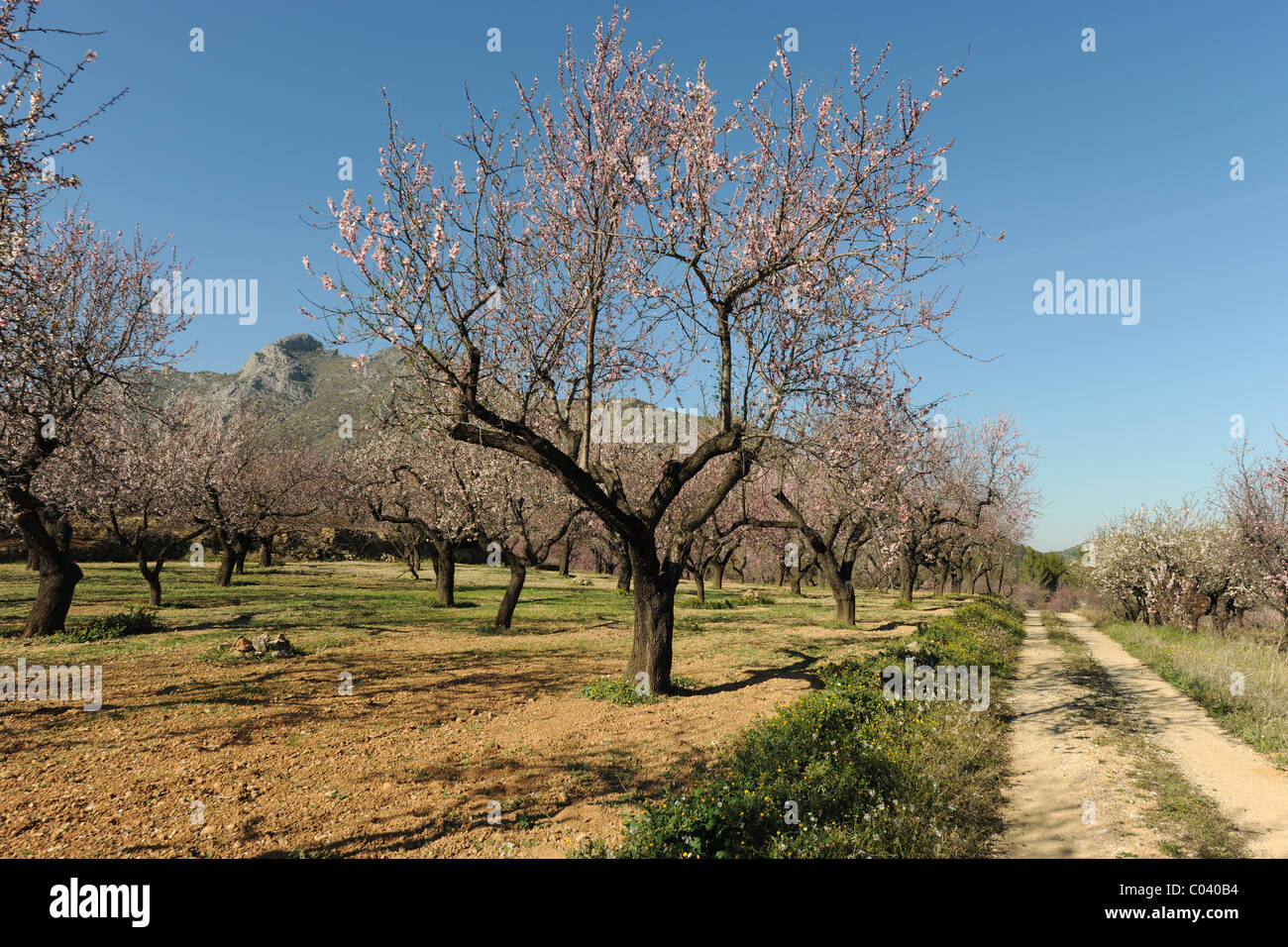 Via attraverso il frutteto di mandorla e blossom, vicino Alcalali, Provincia di Alicante, Valencia, Spagna Foto Stock