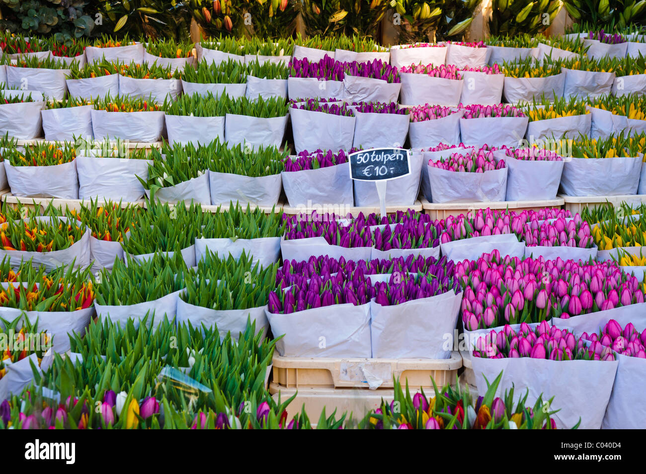 I tulipani in vendita presso il Bloemenmakrt il mercato dei fiori di Amsterdam Foto Stock