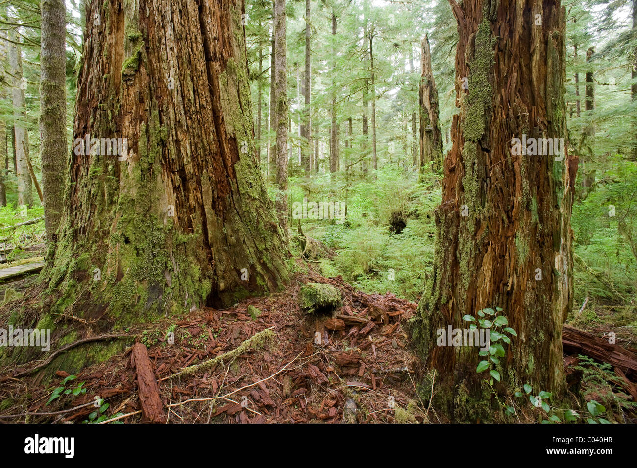 Due crescita vecchio albero rot nella foresta. Foto Stock