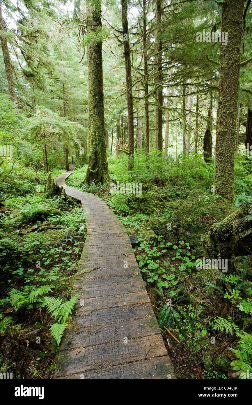 Un vecchio percorso di legno nella foresta. Foto Stock