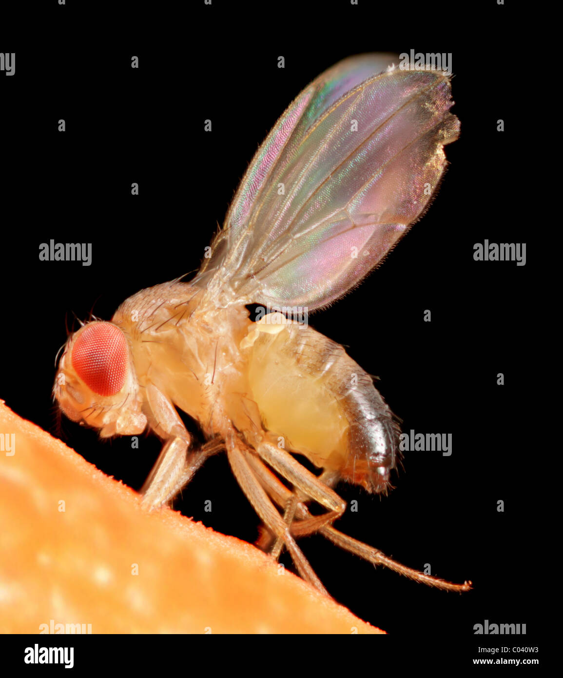 Fotografia macro di una mosca della frutta, Drosophila sp. Foto Stock