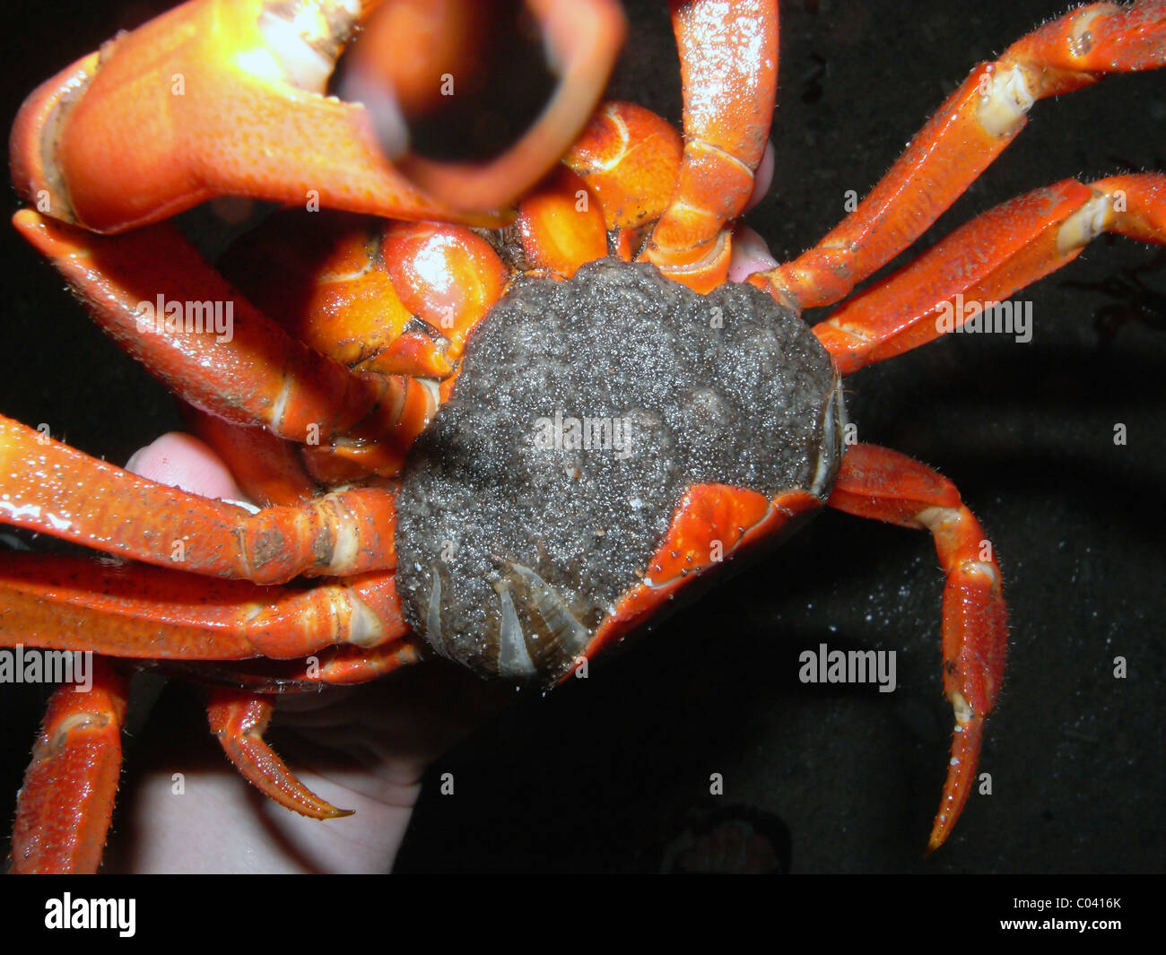 Il lato inferiore delle donne natale isola granchio rosso (Gecarcoides australis) che mostra la massa di uovo tenuto da uropods Foto Stock