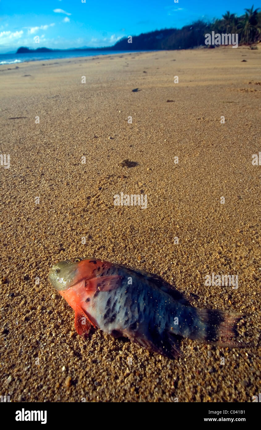 Pesci pappagallo morto lavato fino sulla spiaggia dopo il ciclone Yasi, South Mission Beach, Queensland, Australia Foto Stock