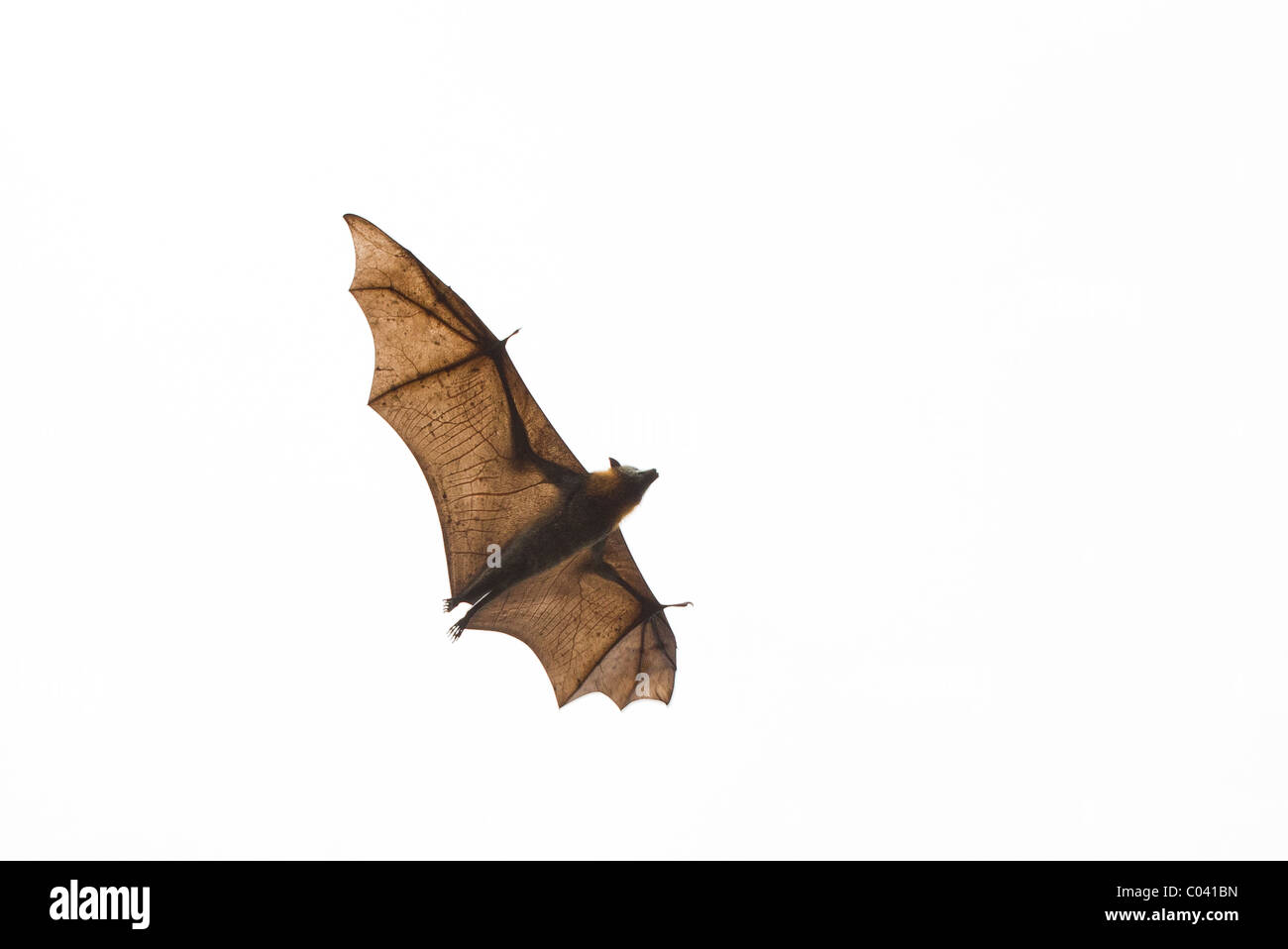Australian pipistrelli della frutta. Foto Stock