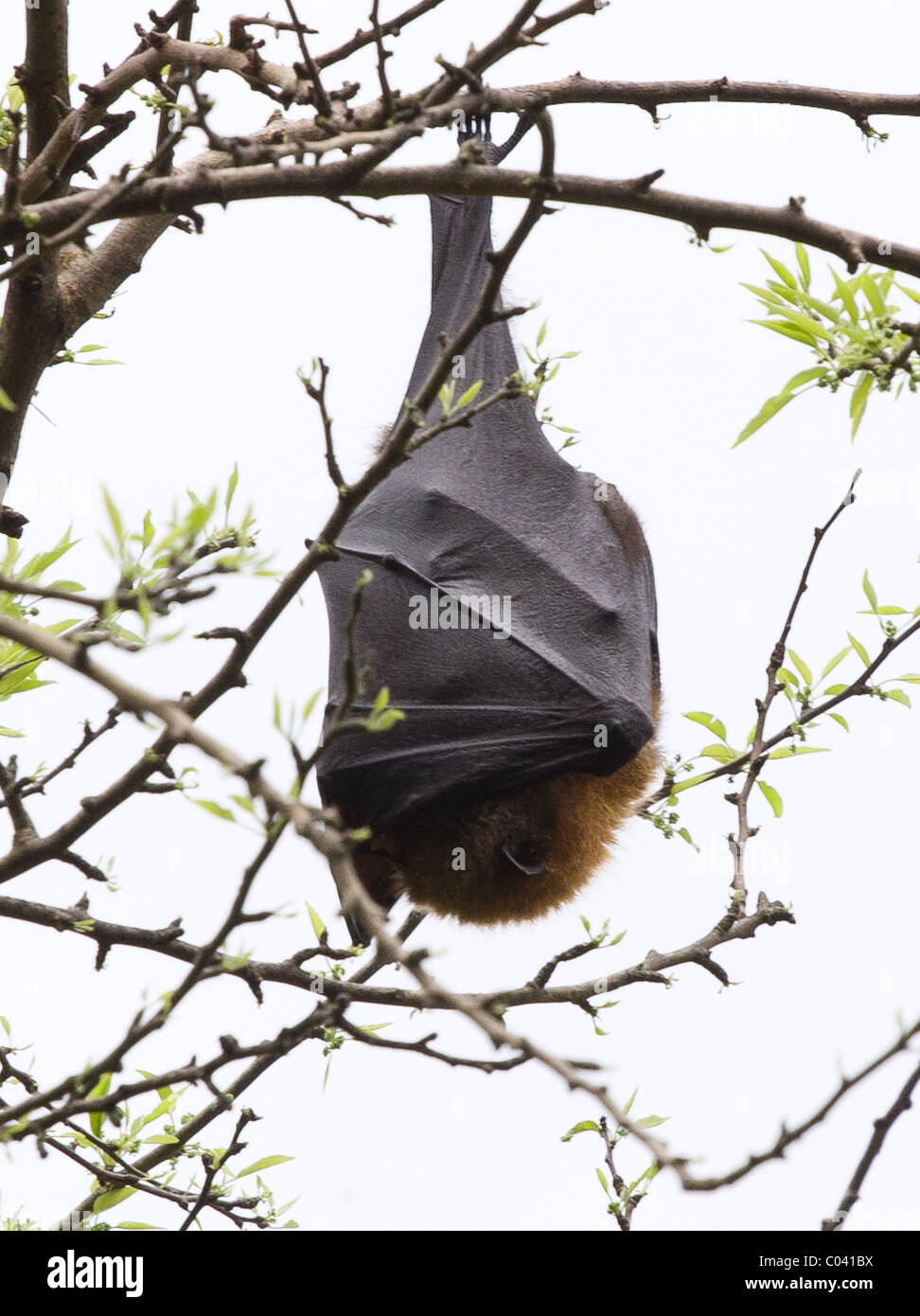 Australian pipistrelli della frutta. Foto Stock